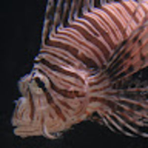 Meet your Posher, Jim